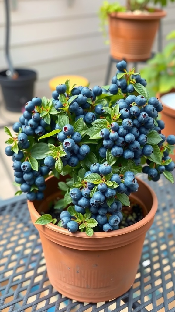 A compact blueberry plant loaded with ripe blueberries in a terracotta pot.