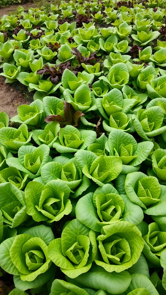 A field of vibrant green lettuce heads ready for harvest.