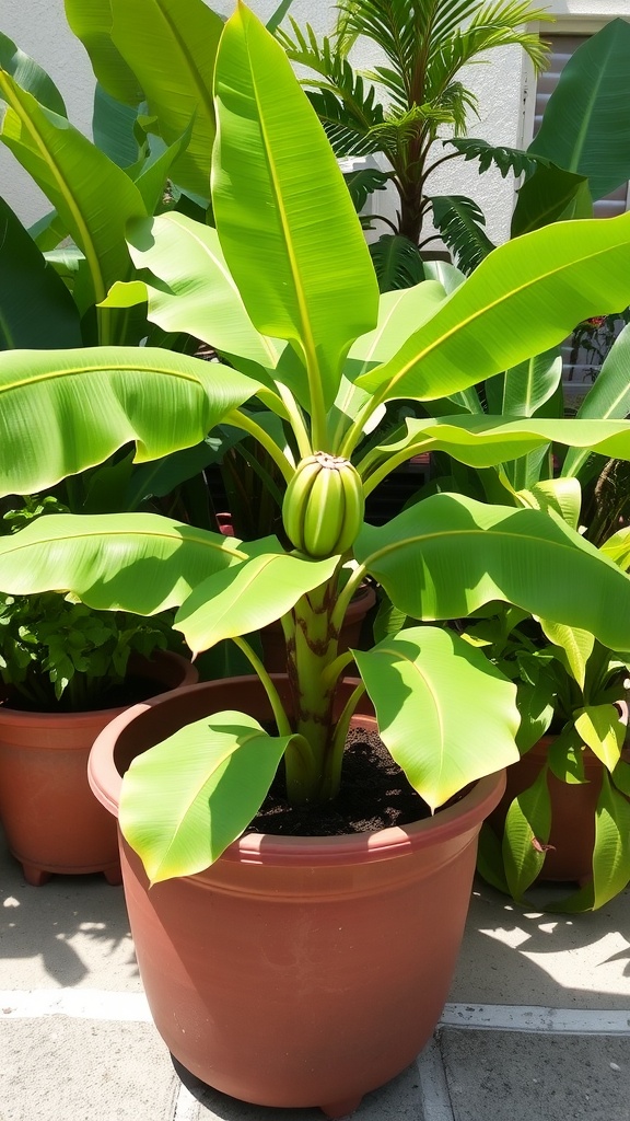 A vibrant banana plant in a large pot with green leaves and a small bunch of bananas.