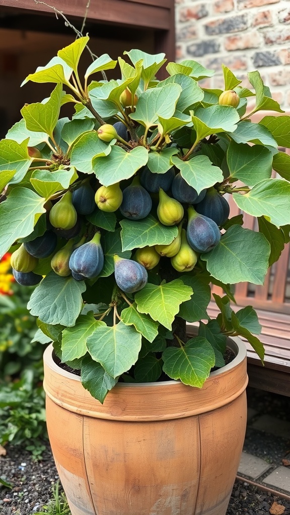 A fig tree in a terracotta pot with ripe figs and green leaves.