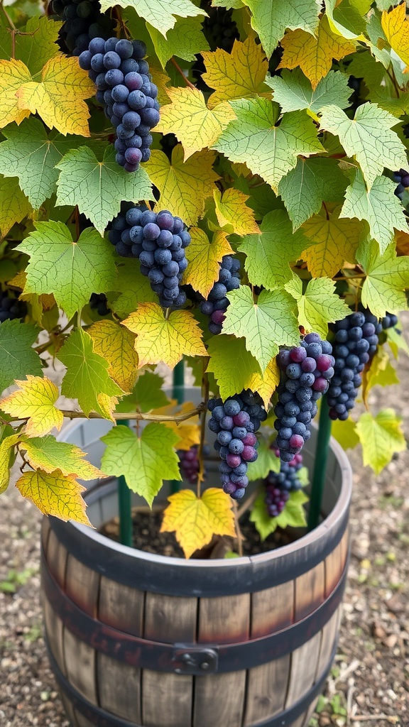 Container-grown grapevine with ripe grapes and colorful leaves