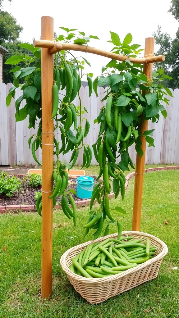 A trellis supporting lush green bean plants with a basket full of freshly harvested green beans.