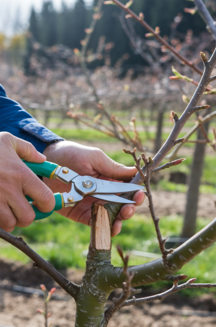 21 Common Fruit Tree Diseases & How to Fix Them