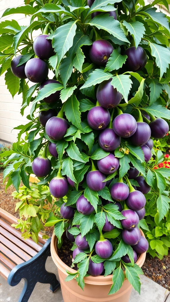 A lush passionfruit plant with purple fruits, growing in a container.