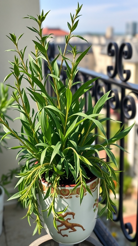 A healthy tarragon plant in a decorative pot on a balcony.