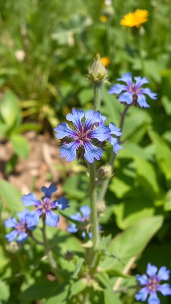 Borage flowers with blue petals in a garden setting.