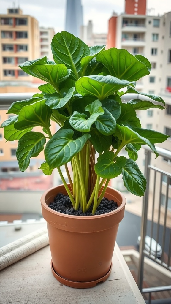 A healthy spinach plant in a pot on a balcony